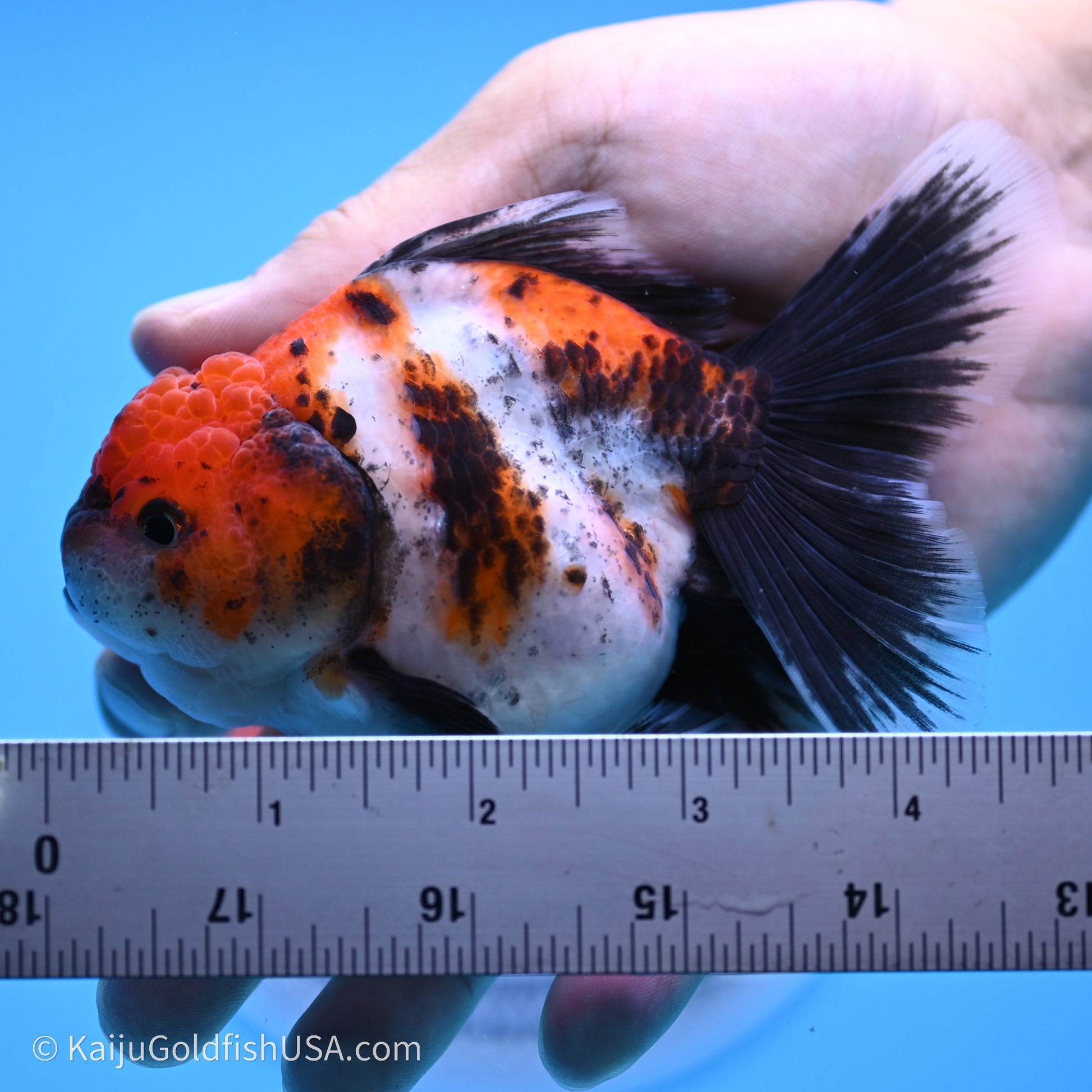 Shogun Godzilla Calico Rose Tail Oranda 3.5in Body (240719_OR02) - Kaiju Goldfish USA