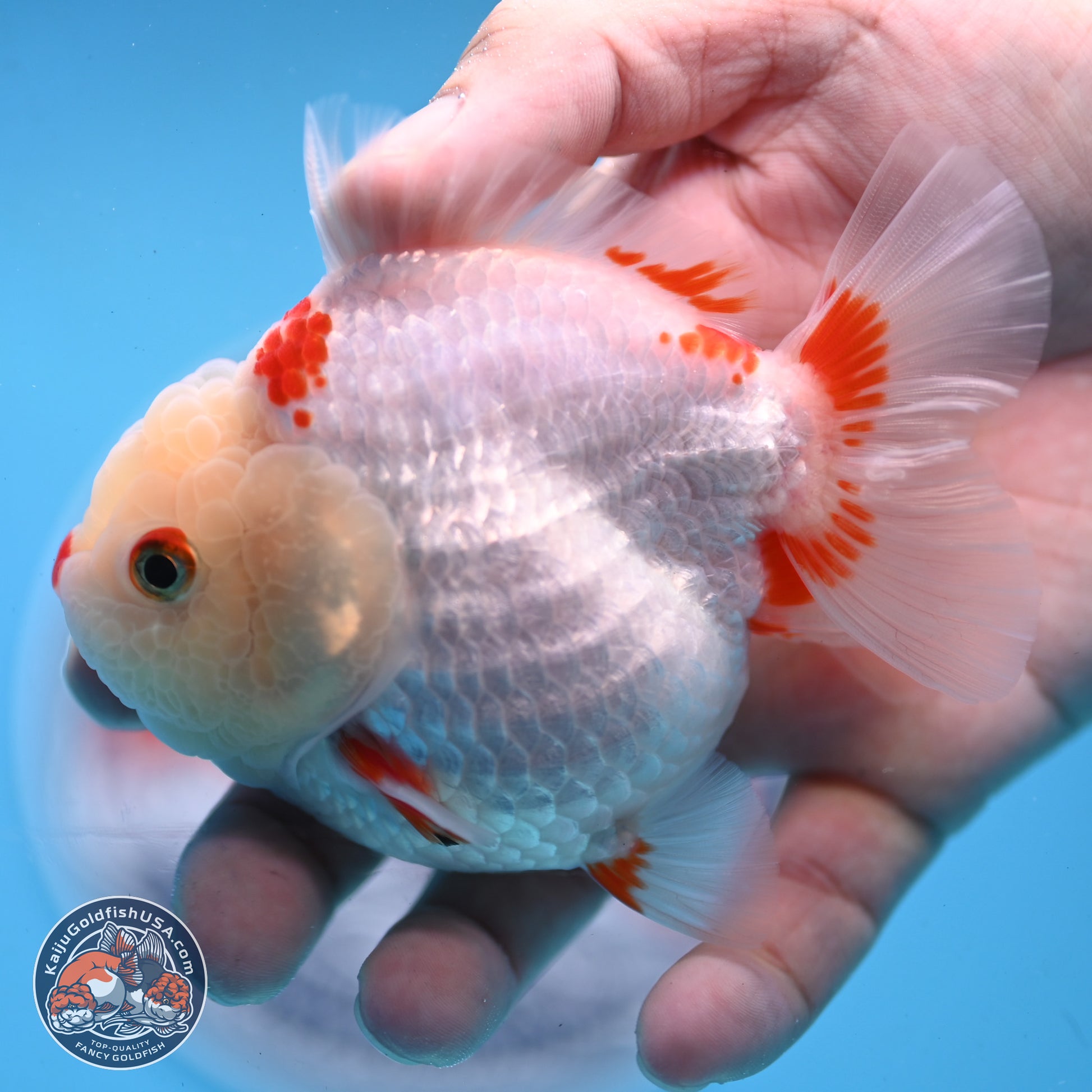 Red White YuanBao Oranda 3.25 inches Body - Female (250103_OR02) - Kaiju Goldfish USA