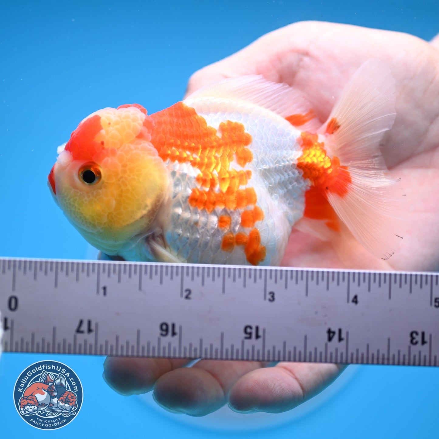 Red White YuanBao Oranda 3.5-4 inches (240927_OR2) - Kaiju Goldfish USA