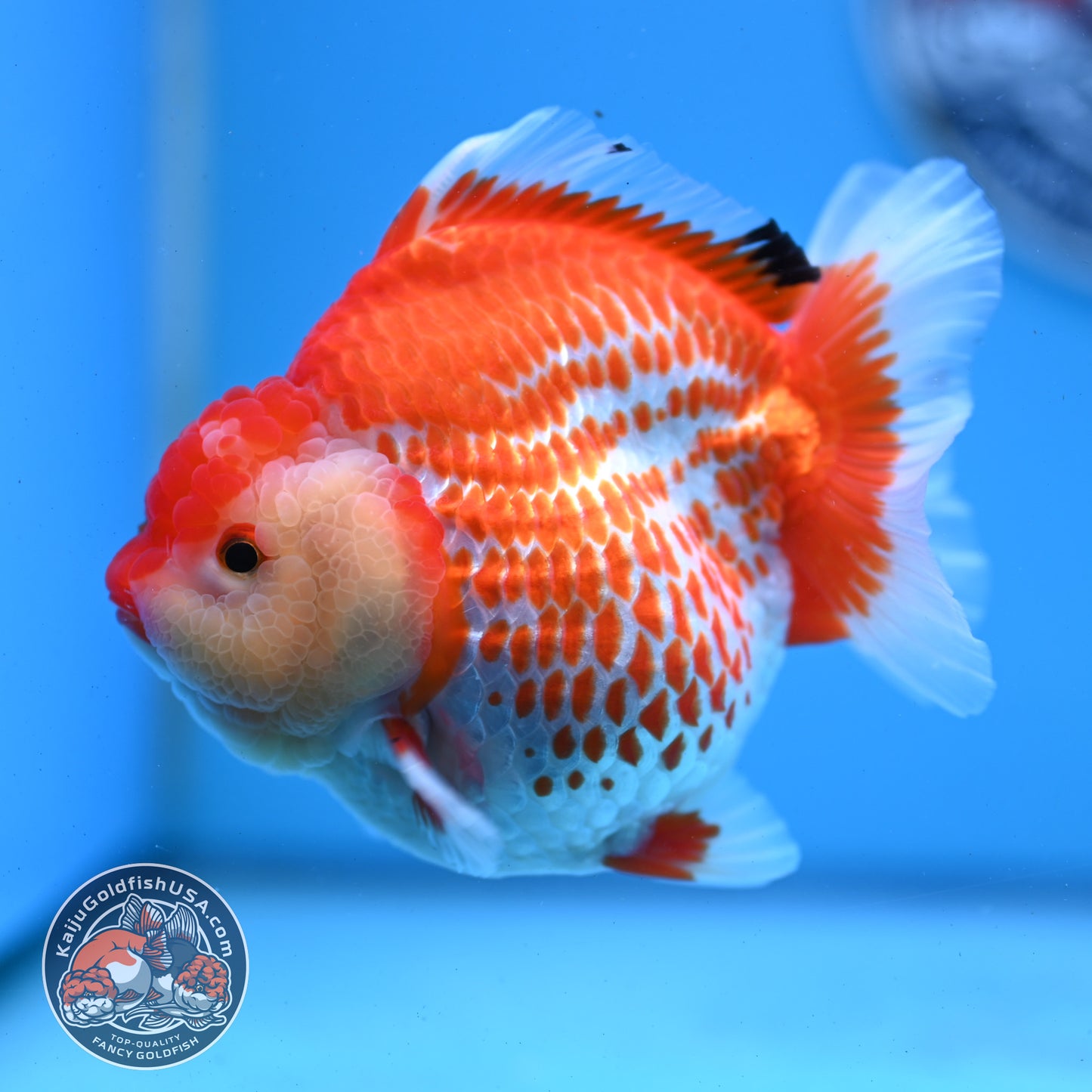 Jumbo Deer Spot Red White YuanBao Oranda 4.5 inches Body (250509_OR02)