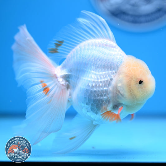 Red White Rose Tail Oranda 4-6 inches (240913_OR02) - Kaiju Goldfish USA