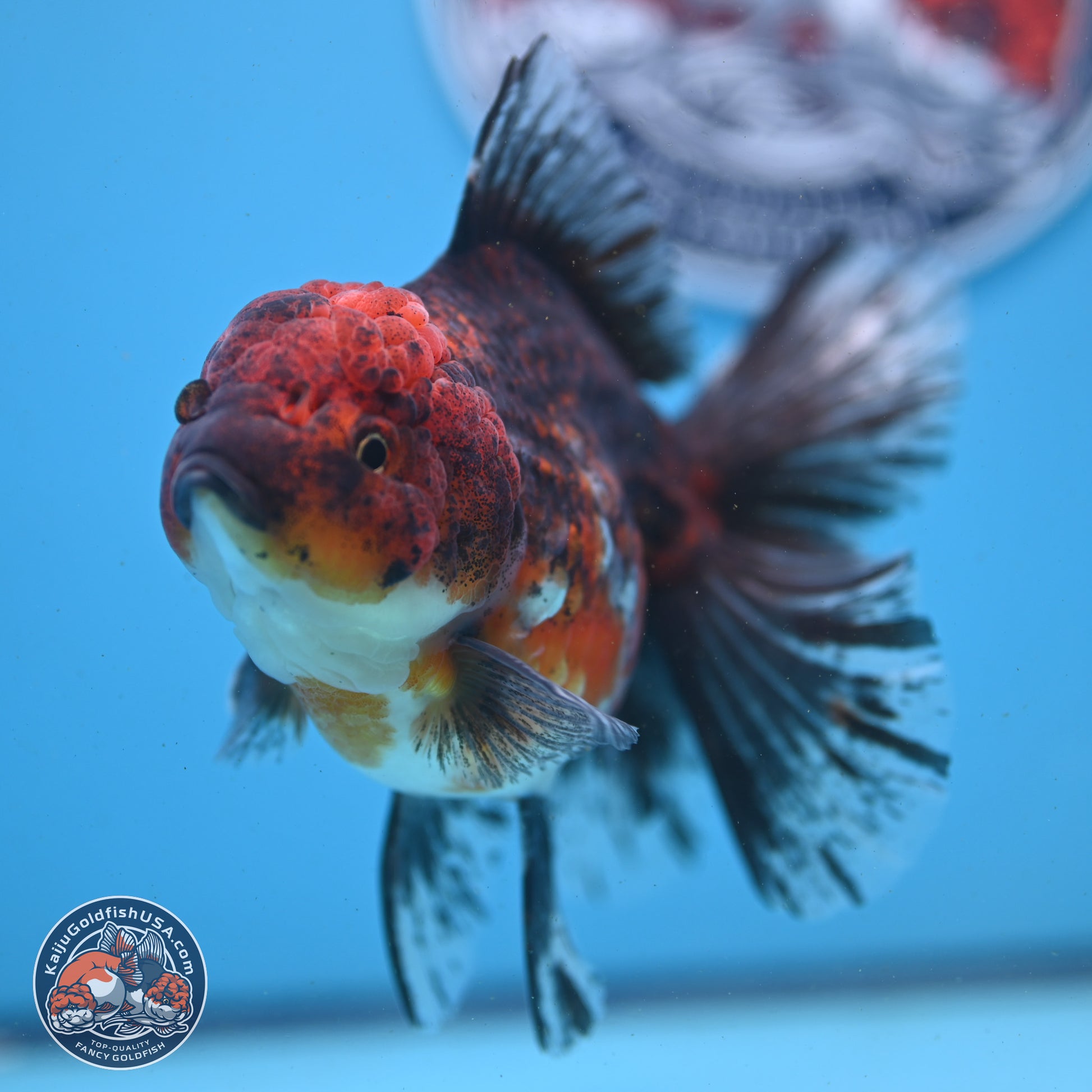 Red Kirin Rose Tail Oranda 6 inches - Female (241122_OR02) - Kaiju Goldfish USA