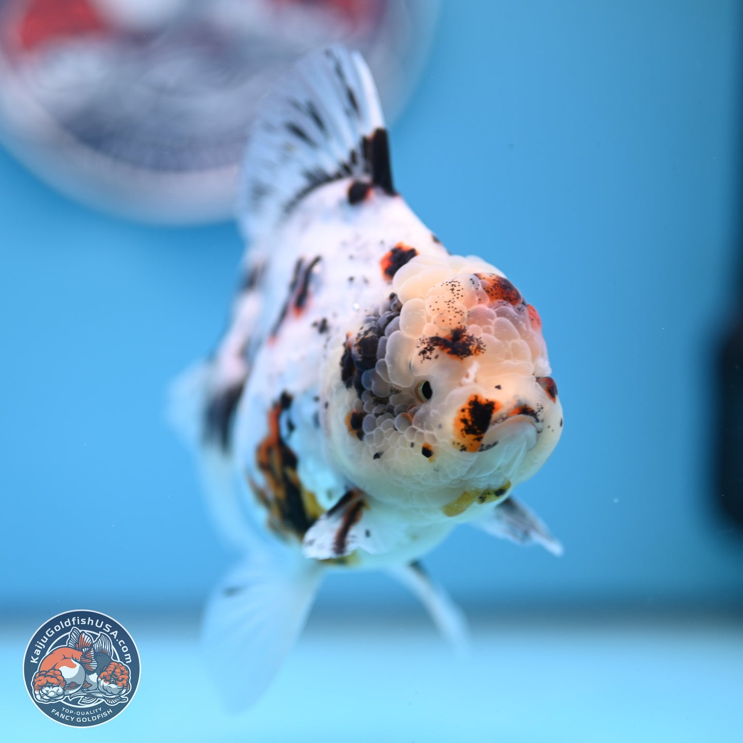 White Tiger Oranda 5.5 inches (241101_OR02) - Kaiju Goldfish USA