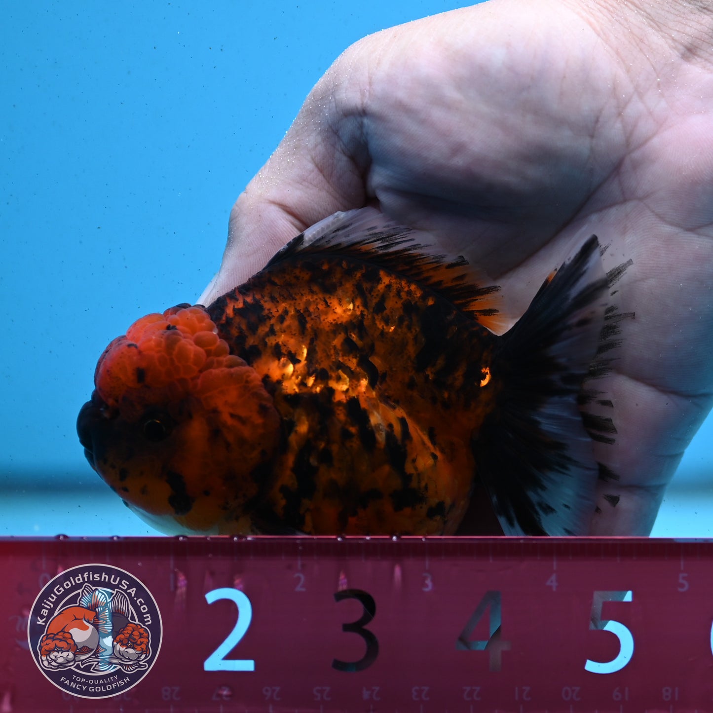 Shogun Tiger Oranda 3.5 inches Body - Male (250418_OR02)