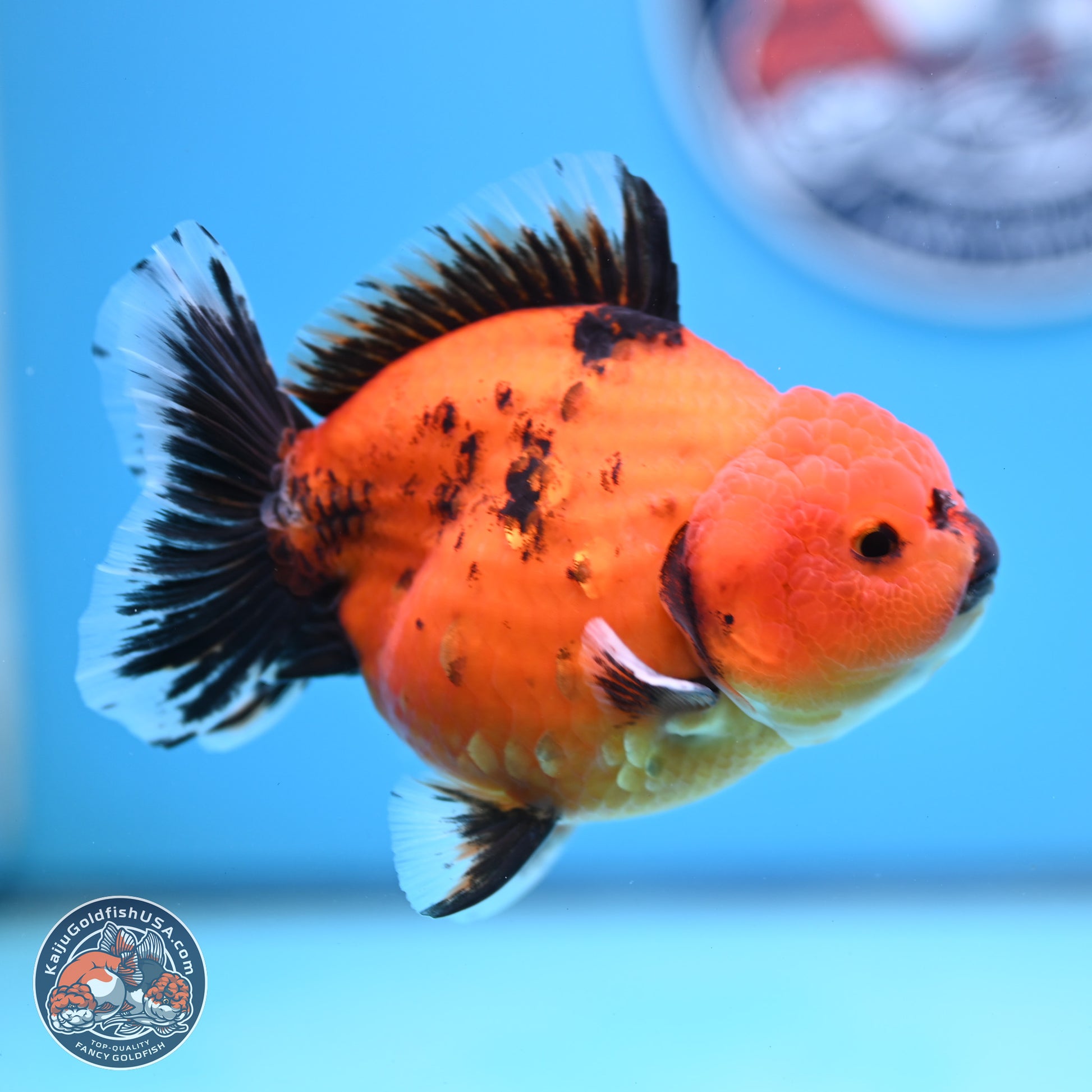 Shogun Tiger/Apache Oranda 4-4.5 inches (241004_OR02) - Kaiju Goldfish USA