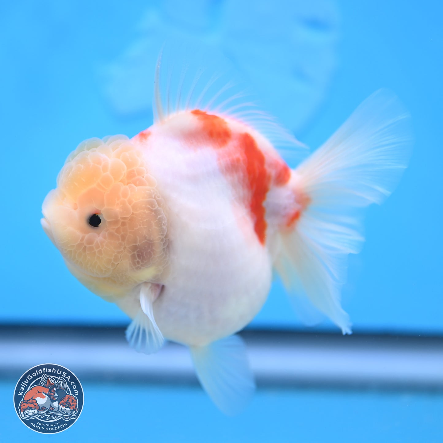 Sakura YuanBao Oranda 3.5 inches Body - Female (250207_OR02)