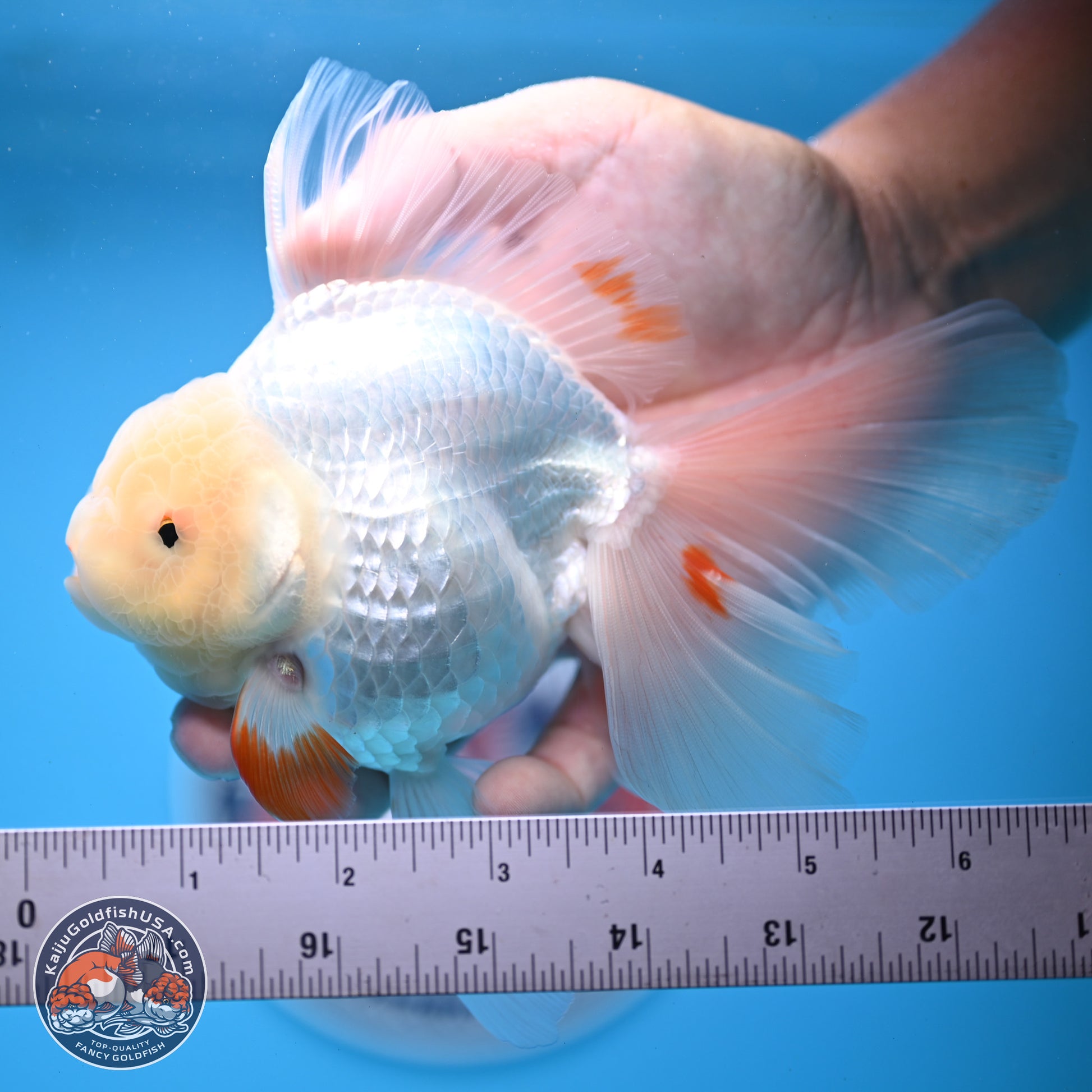 Red White Rose Tail Oranda 4-6 inches (240913_OR02) - Kaiju Goldfish USA