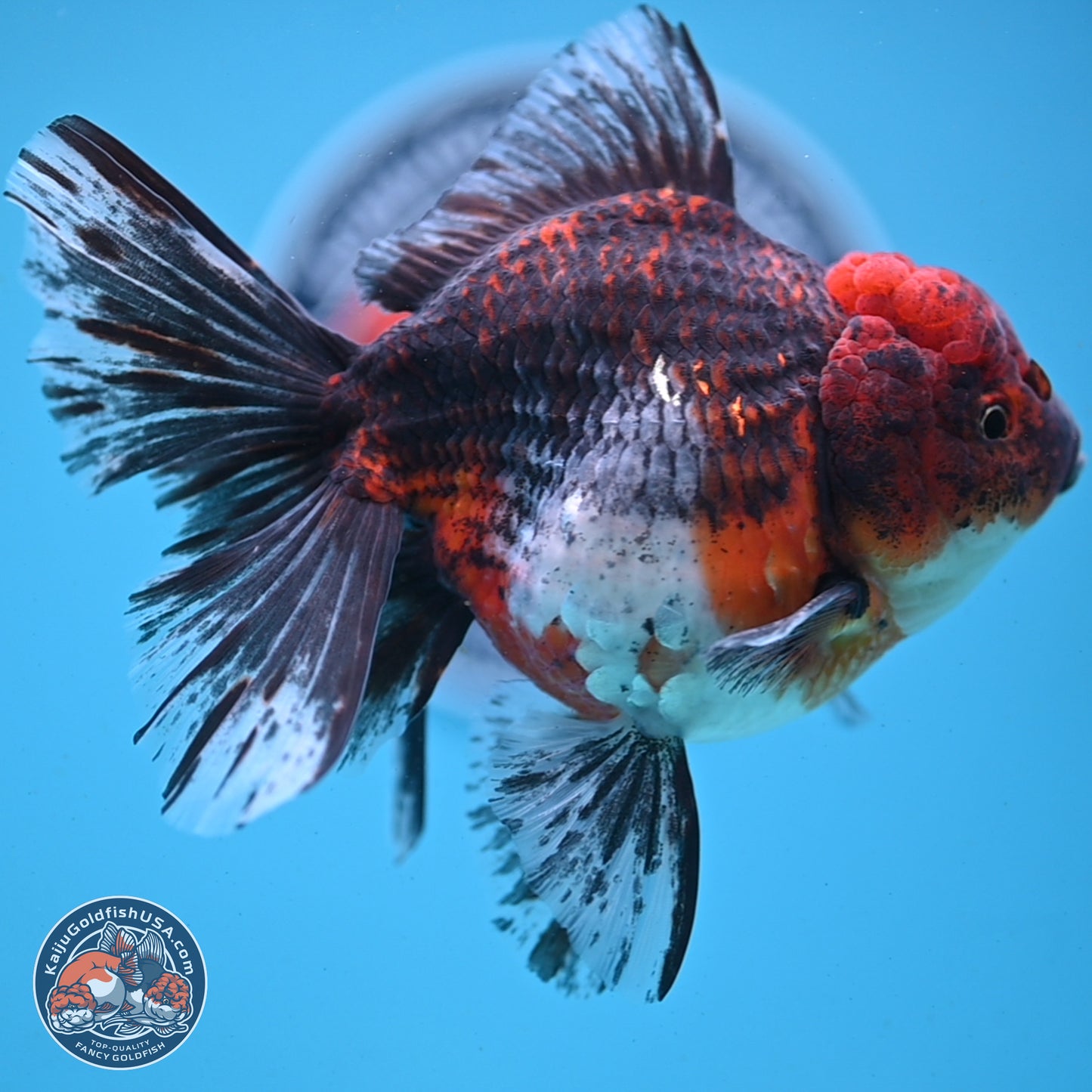 Red Kirin Rose Tail Oranda 6 inches - Female (241122_OR02) - Kaiju Goldfish USA