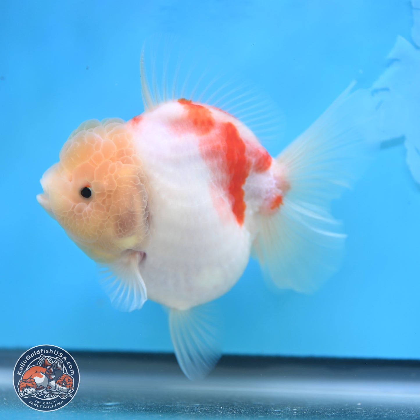 Sakura YuanBao Oranda 3.5 inches Body - Female (250207_OR02)