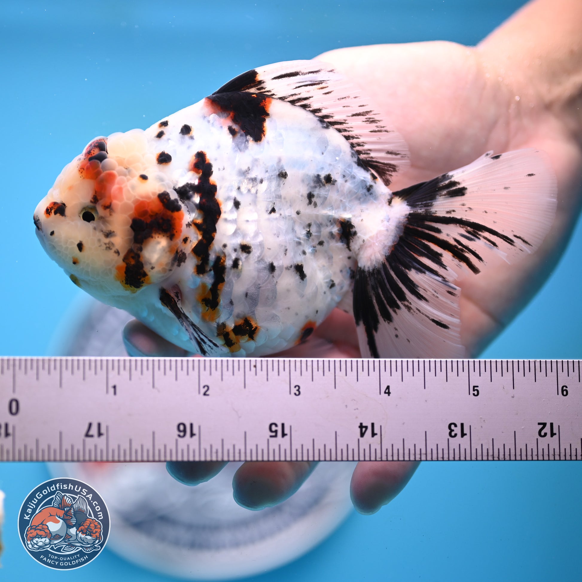 White Tiger Oranda 5.5 inches (241101_OR02) - Kaiju Goldfish USA