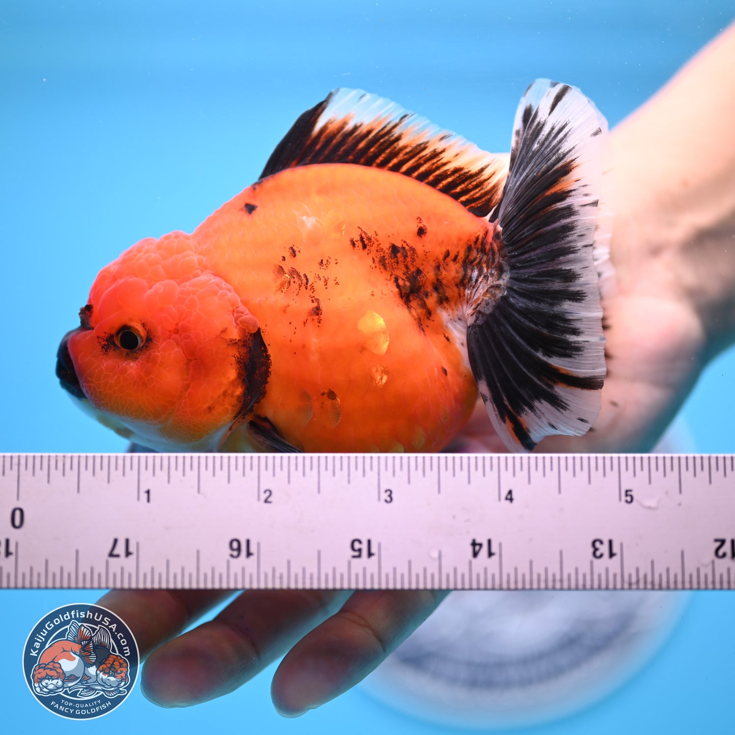 Shogun Tiger/Apache Oranda 4-4.5 inches (241004_OR02) - Kaiju Goldfish USA