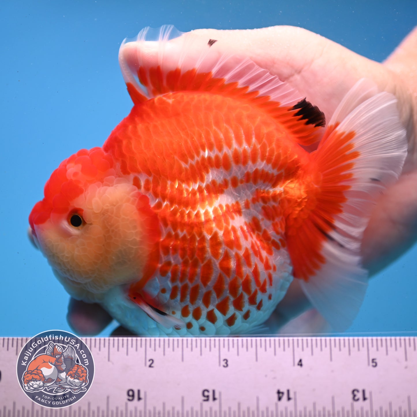 Jumbo Deer Spot Red White YuanBao Oranda 4.5 inches Body (250509_OR02)