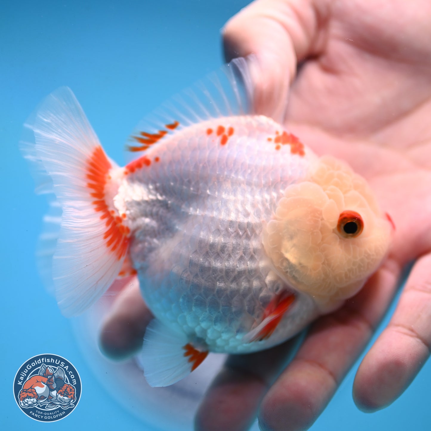 Red White YuanBao Oranda 3.25 inches Body - Female (250103_OR02) - Kaiju Goldfish USA