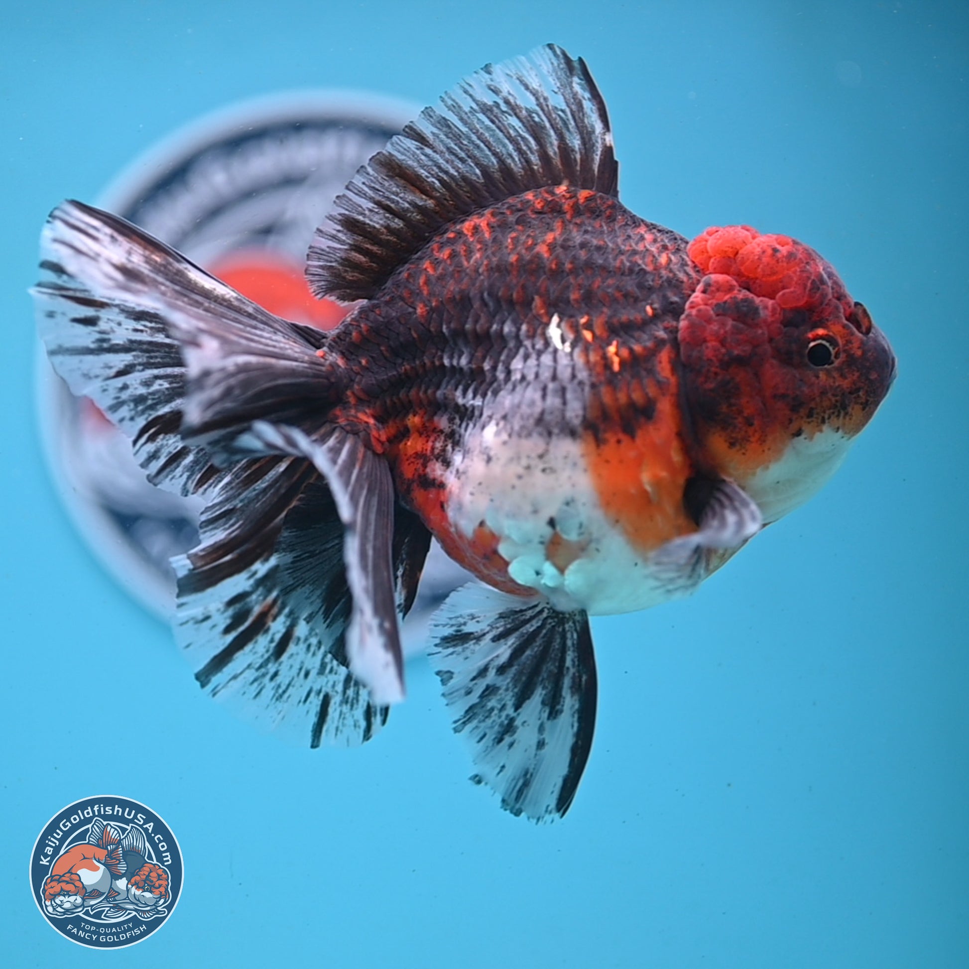 Red Kirin Rose Tail Oranda 6 inches - Female (241122_OR02) - Kaiju Goldfish USA