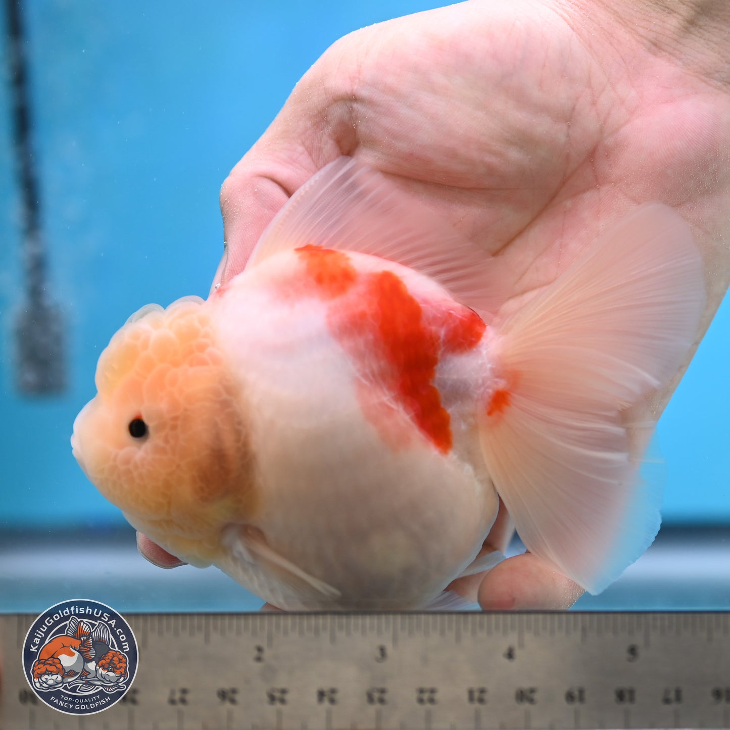 Sakura YuanBao Oranda 3.5 inches Body - Female (250207_OR02)