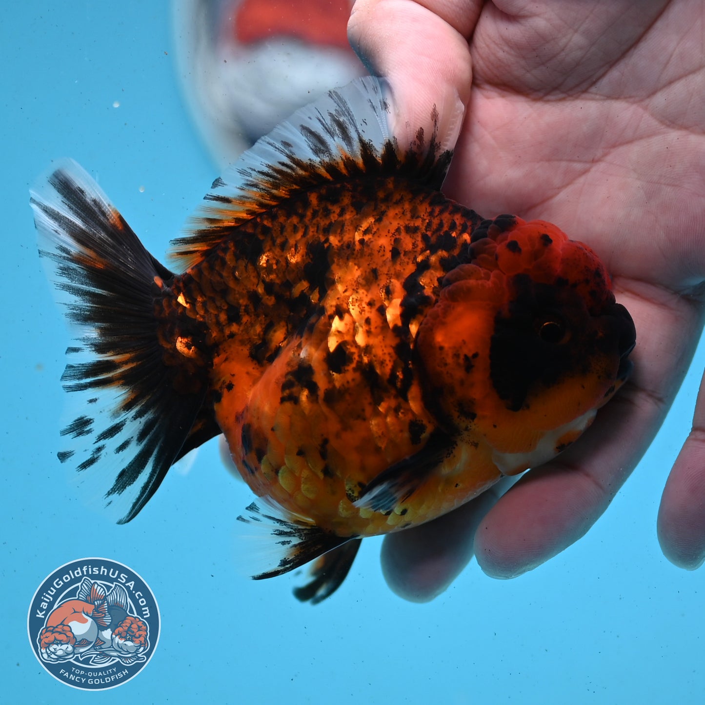 Shogun Tiger Oranda 3.5 inches Body - Male (250418_OR02)