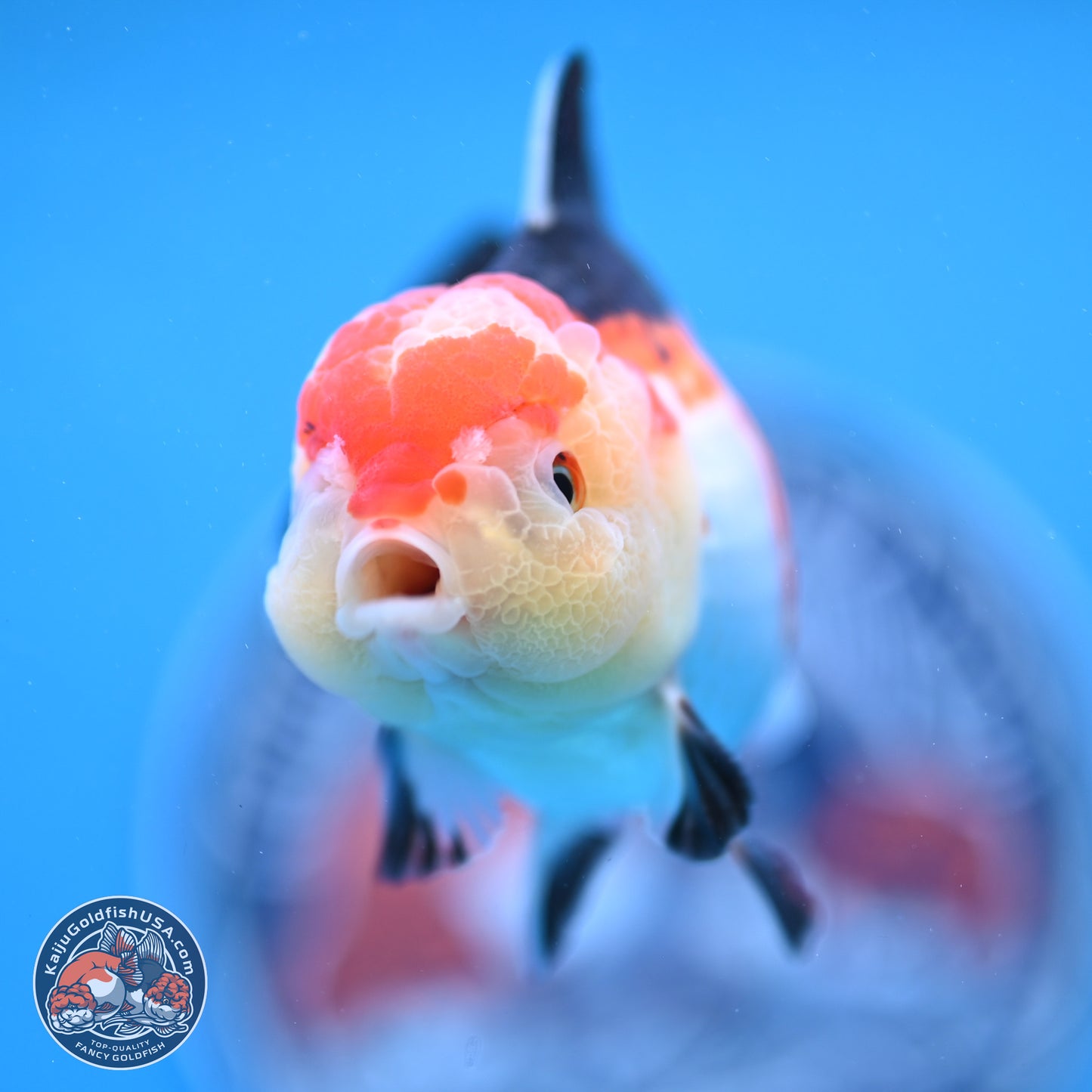 Tricolor Oranda 4 inches (241025_OR02) - Kaiju Goldfish USA