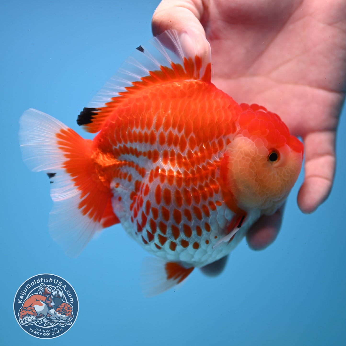 Jumbo Deer Spot Red White YuanBao Oranda 4.5 inches Body (250509_OR02)