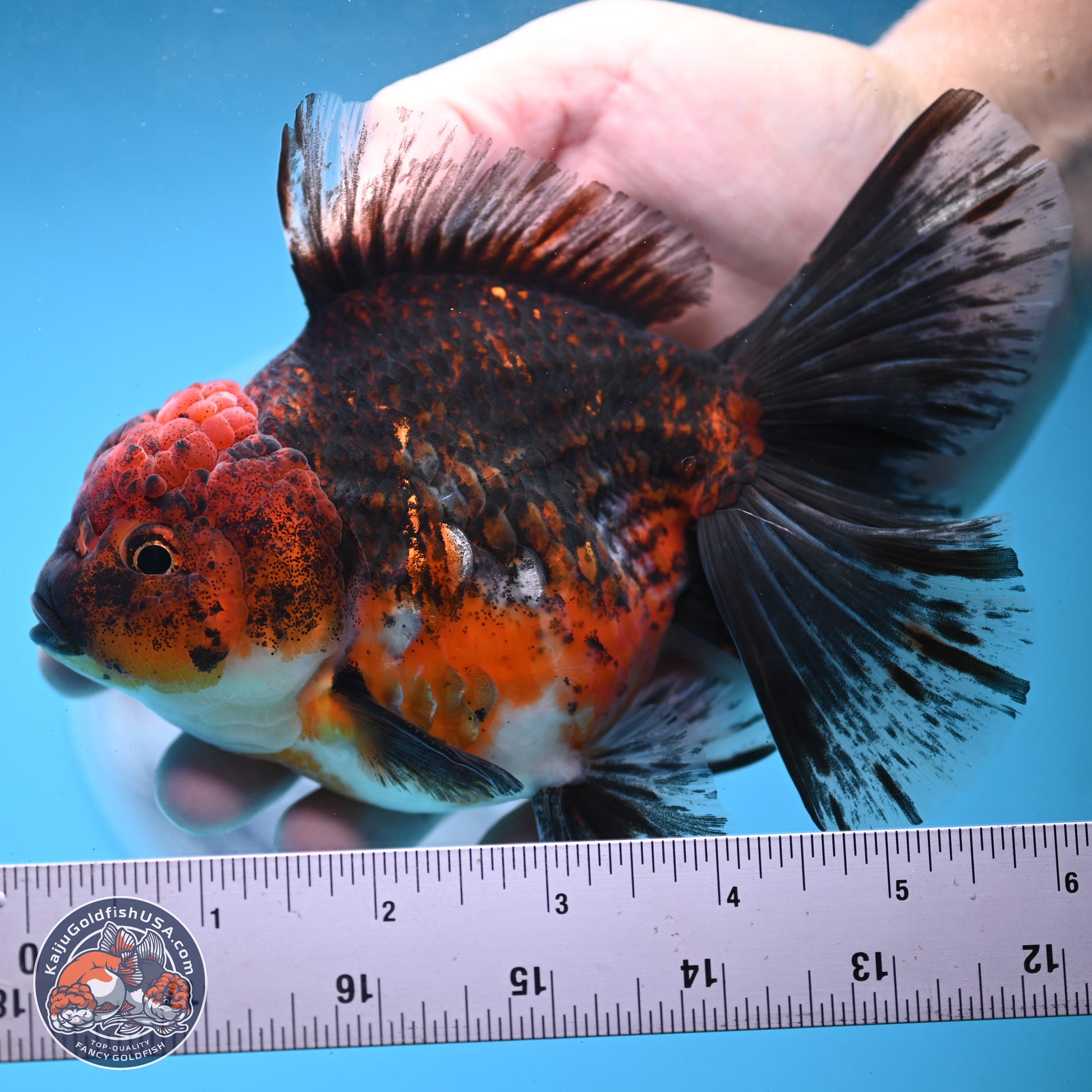 Red Kirin Rose Tail Oranda 6 inches - Female (241122_OR02) - Kaiju Goldfish USA