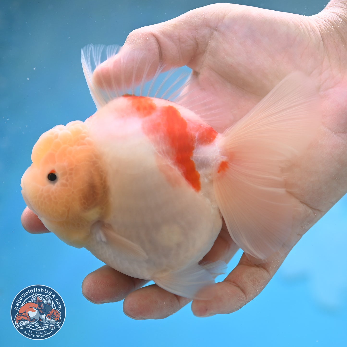 Sakura YuanBao Oranda 3.5 inches Body - Female (250207_OR02)