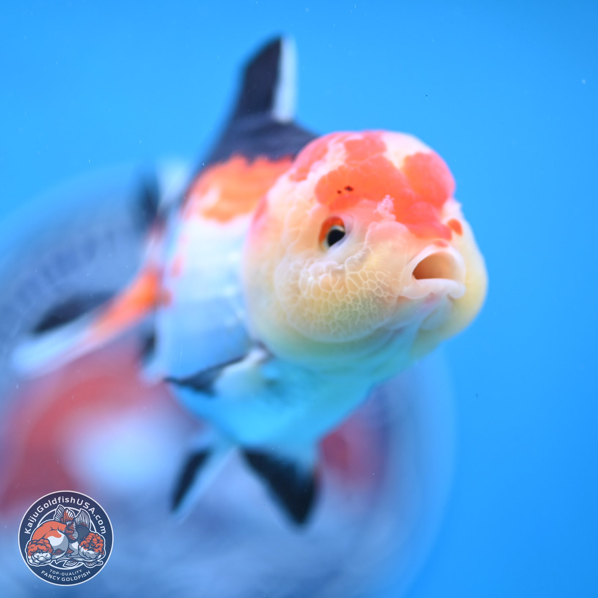 Tricolor Oranda 4 inches (241025_OR02) - Kaiju Goldfish USA