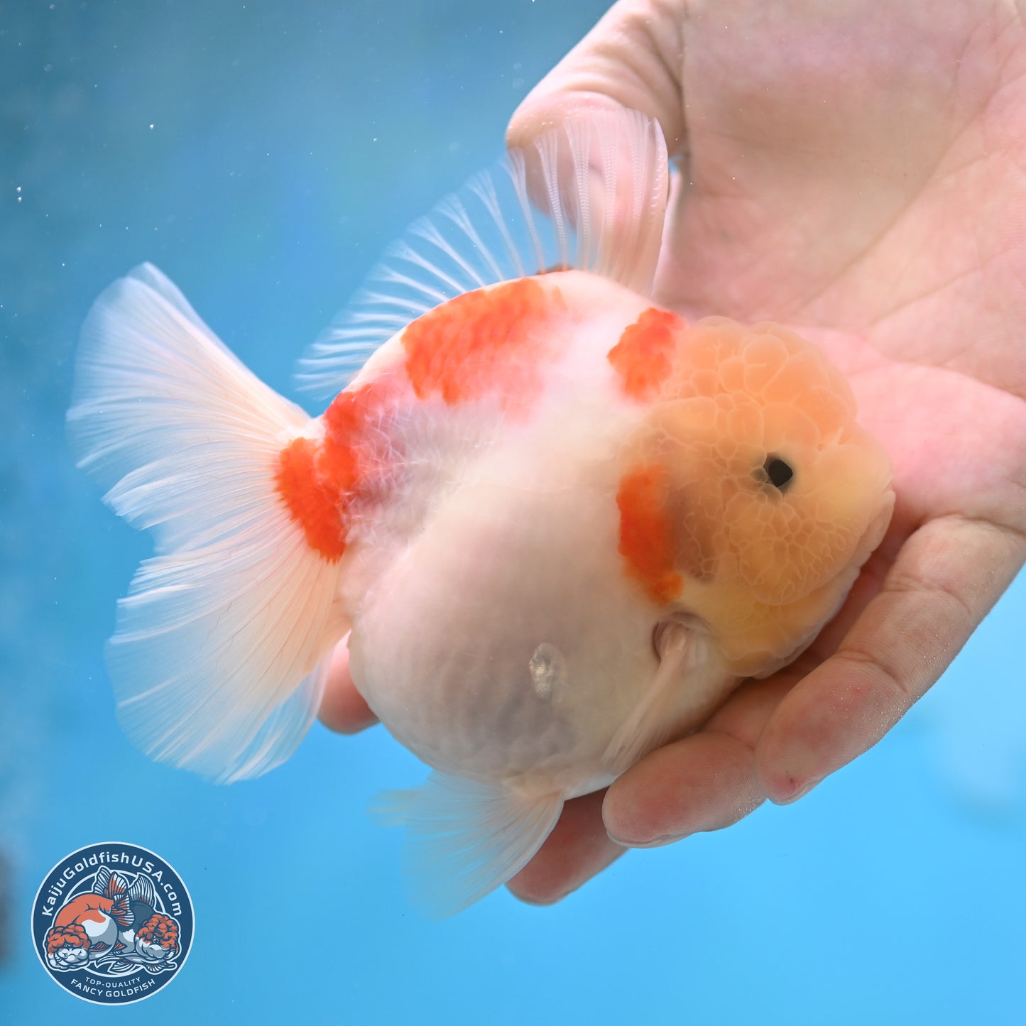 Sakura YuanBao Oranda 3.5 inches Body - Female (250207_OR02)