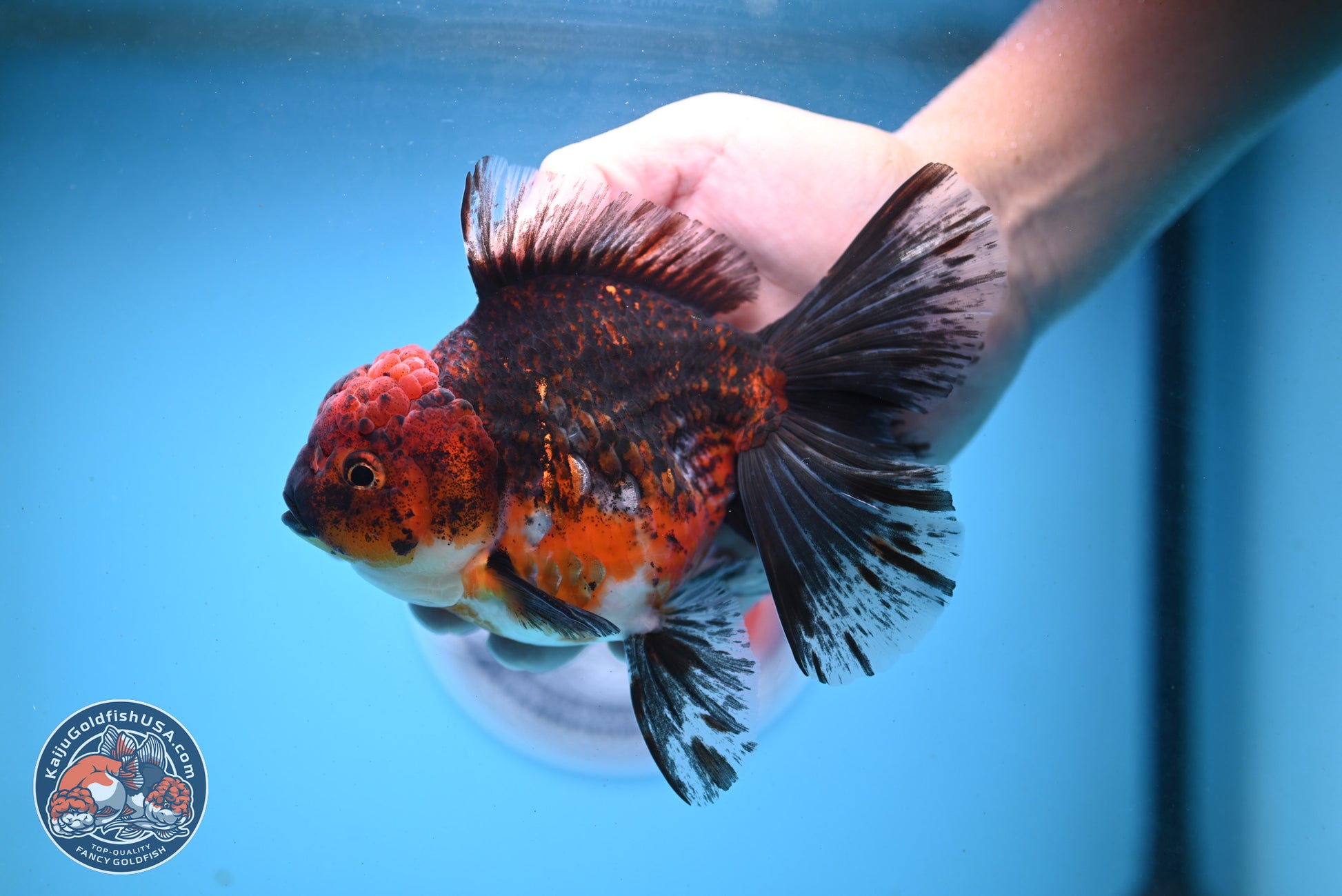 Red Kirin Rose Tail Oranda 6 inches - Female (241122_OR02) - Kaiju Goldfish USA