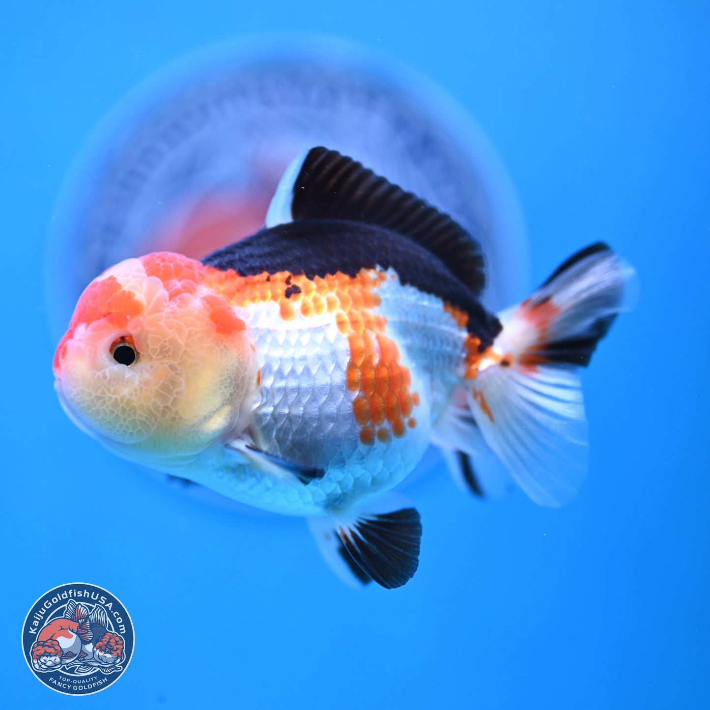 Tricolor Oranda 4 inches (241025_OR02) - Kaiju Goldfish USA