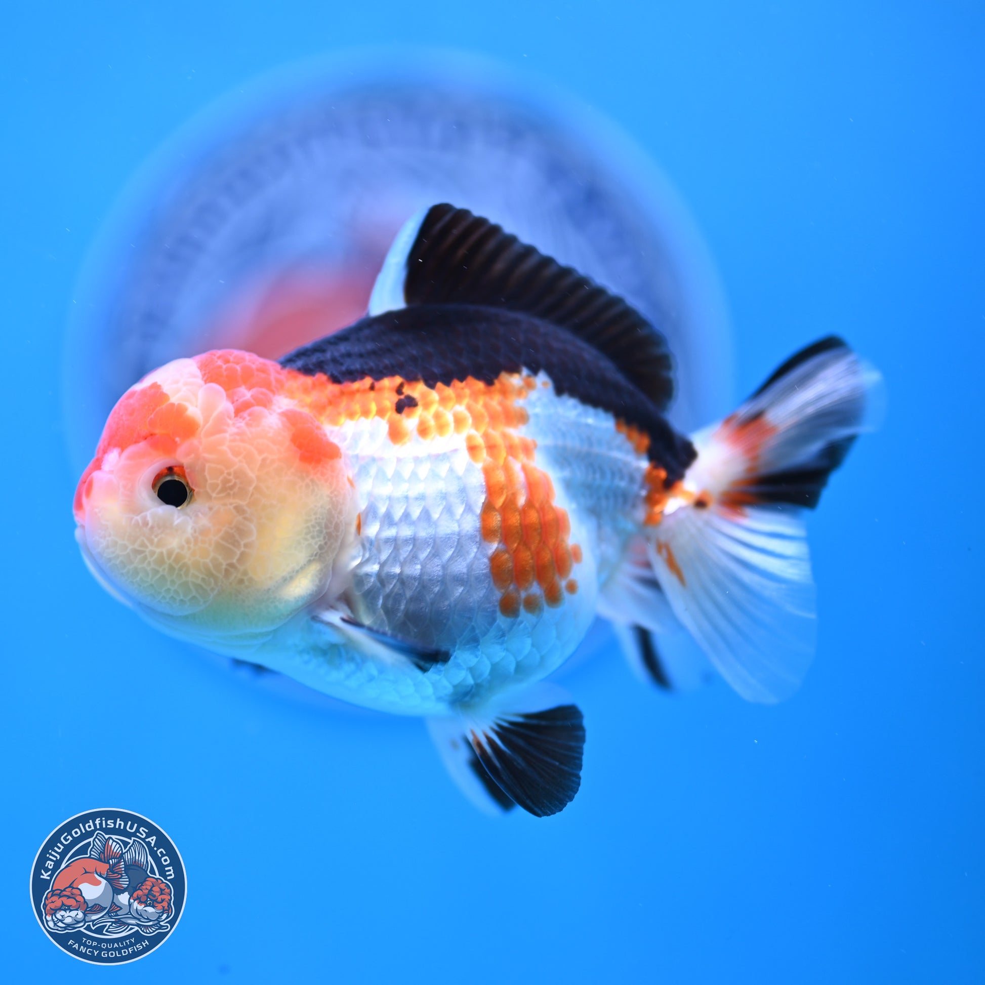 Tricolor Oranda 4 inches (241025_OR02) - Kaiju Goldfish USA