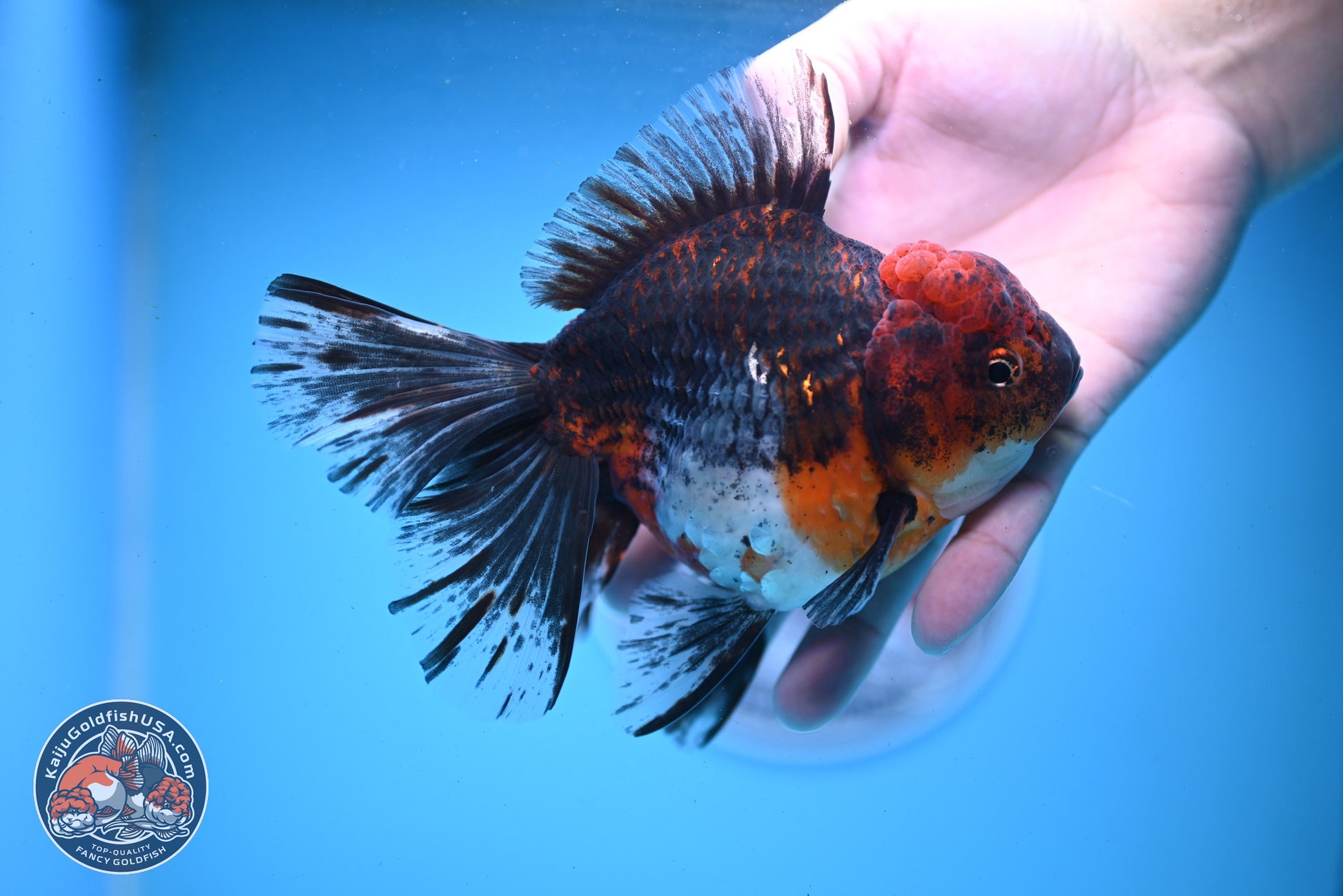 Red Kirin Rose Tail Oranda 6 inches - Female (241122_OR02) - Kaiju Goldfish USA