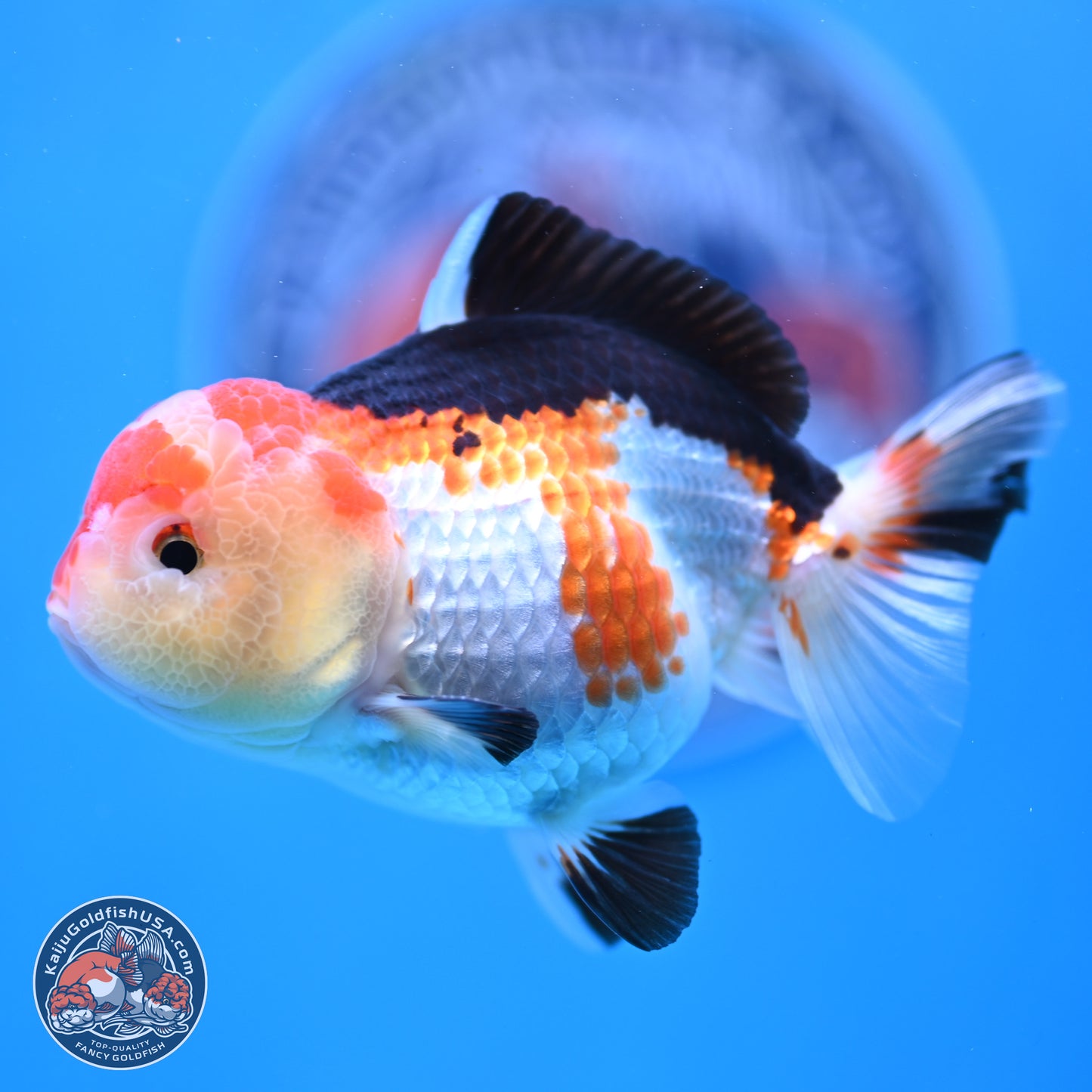 Tricolor Oranda 4 inches (241025_OR02) - Kaiju Goldfish USA