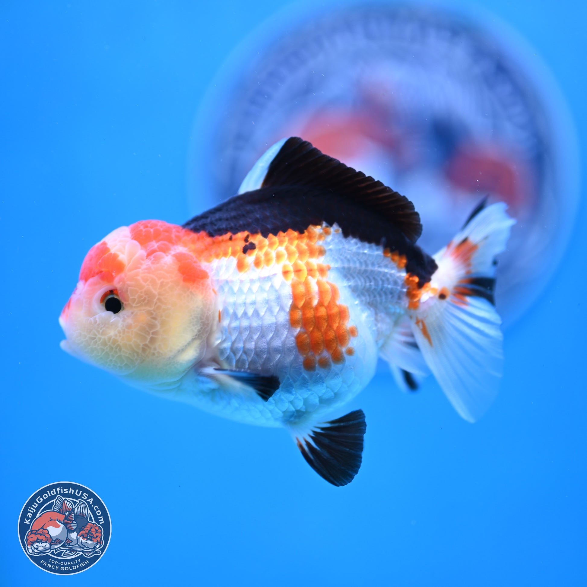 Tricolor Oranda 4 inches (241025_OR02) - Kaiju Goldfish USA