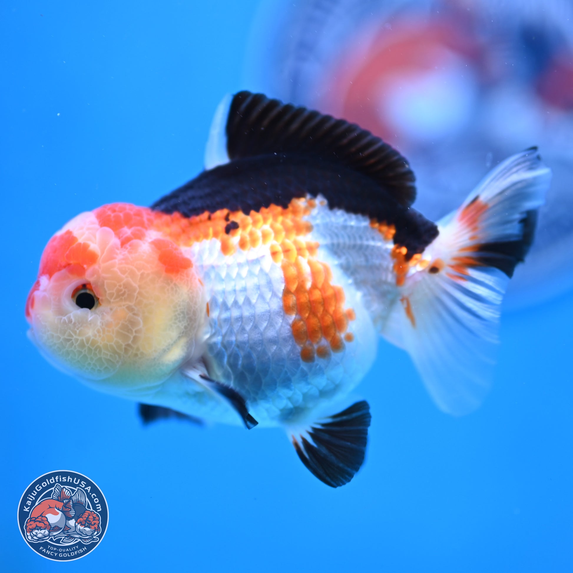 Tricolor Oranda 4 inches (241025_OR02) - Kaiju Goldfish USA