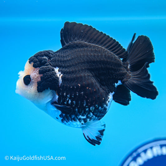 Panda YuanBao Oranda 3.5in body (240524_OR02) - Kaiju Goldfish USA