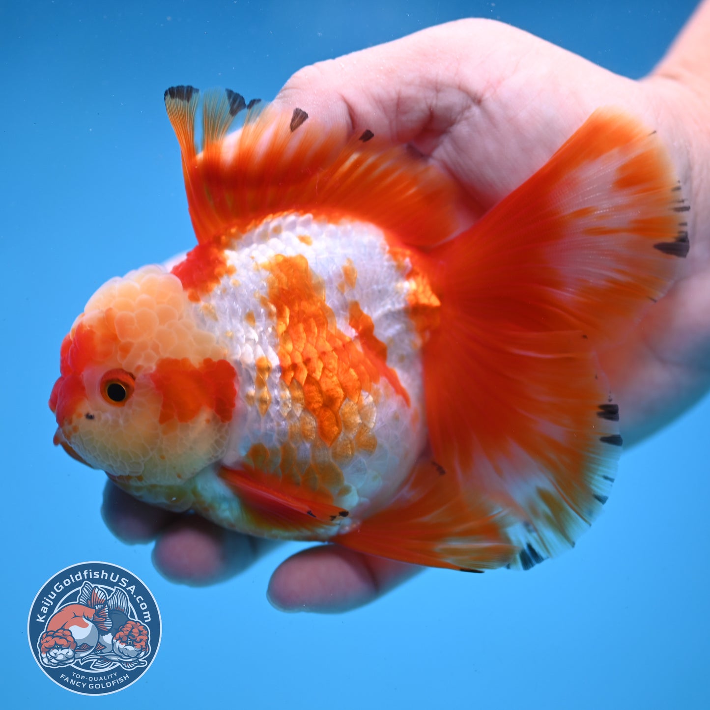 Orchid Tail Red White Oranda 3.5 inch Body (250822_OR02)