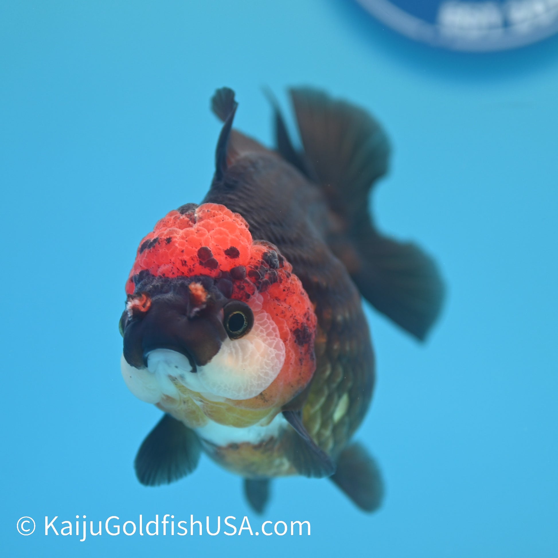 Black/Gold Red Head YuanBao Oranda 4.5 inches (240510_OR02) - Kaiju Goldfish USA