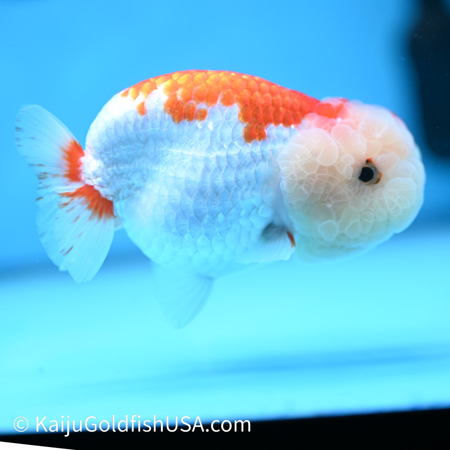 Red White Buffalo Ranchu 4.5 inches (240412_RC02) - Kaiju Goldfish USA