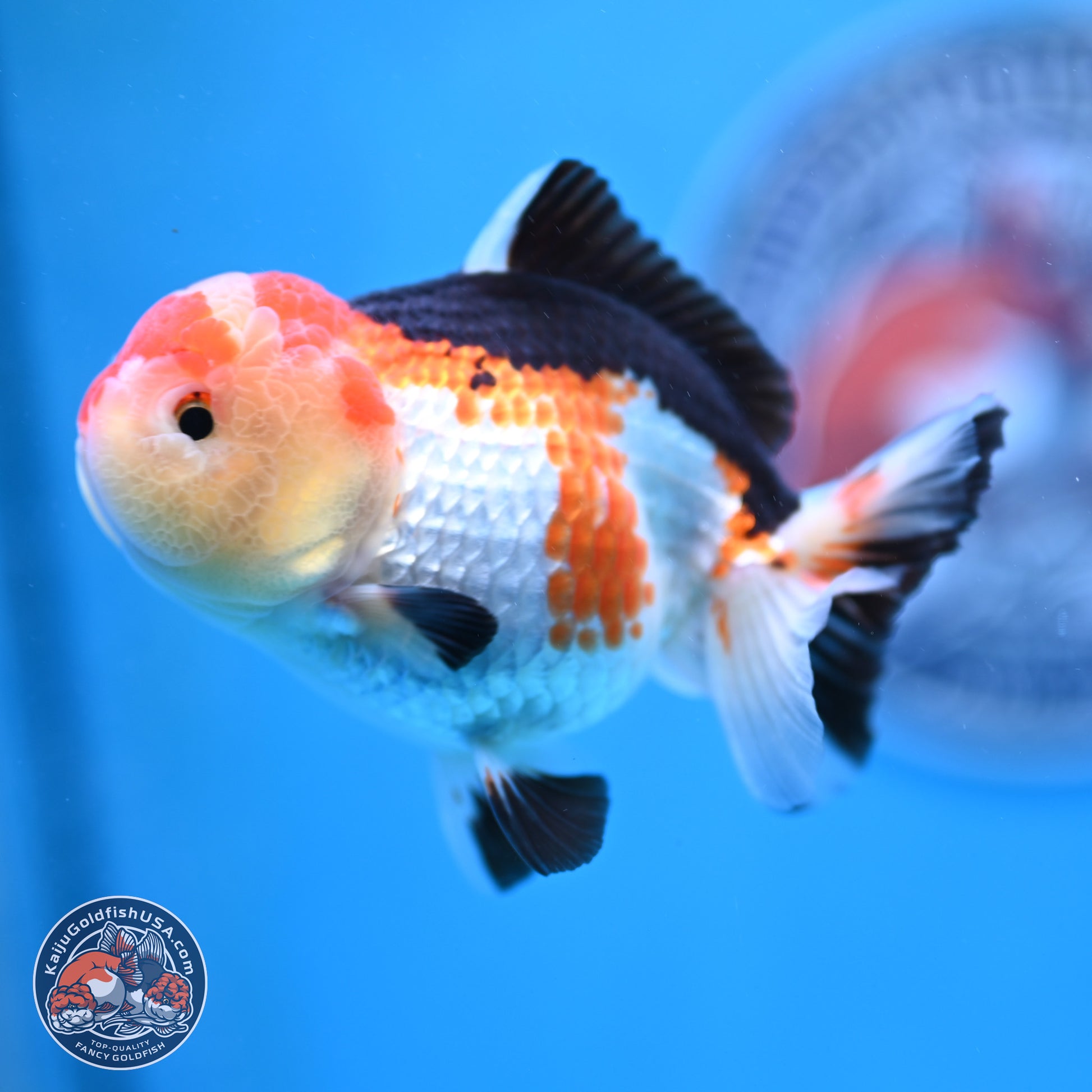 Tricolor Oranda 4 inches (241025_OR02) - Kaiju Goldfish USA