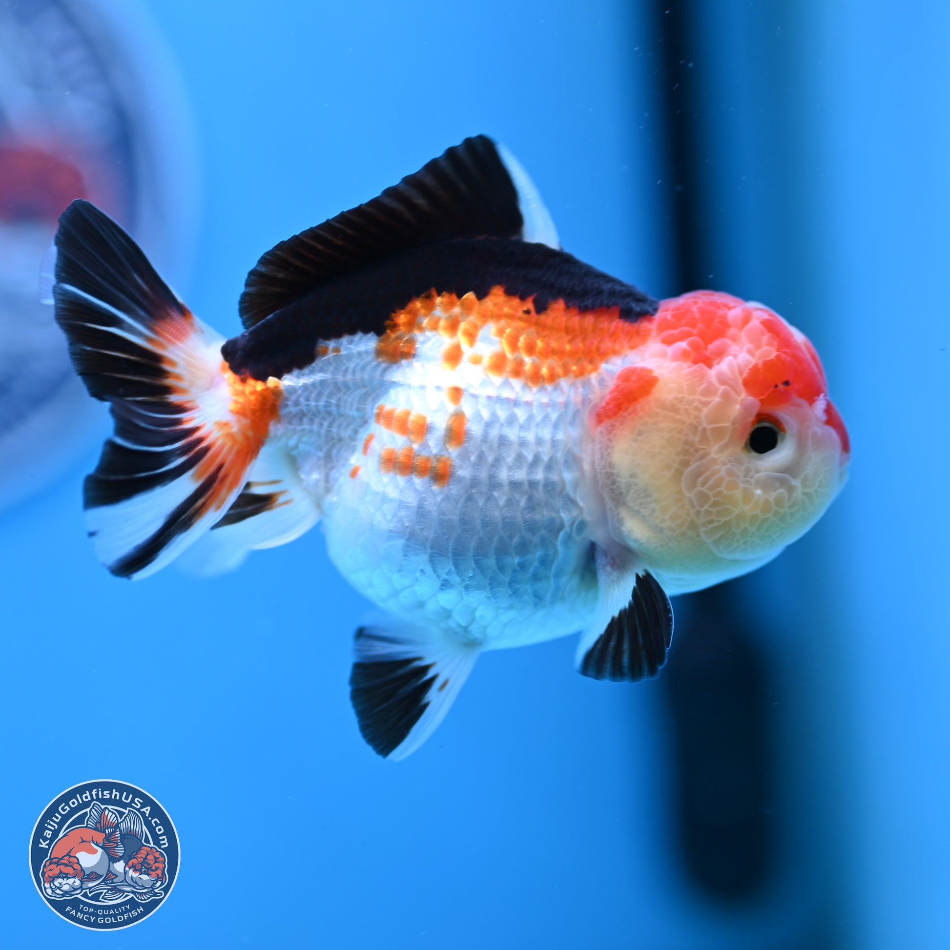 Tricolor Oranda 4 inches (241025_OR02) - Kaiju Goldfish USA