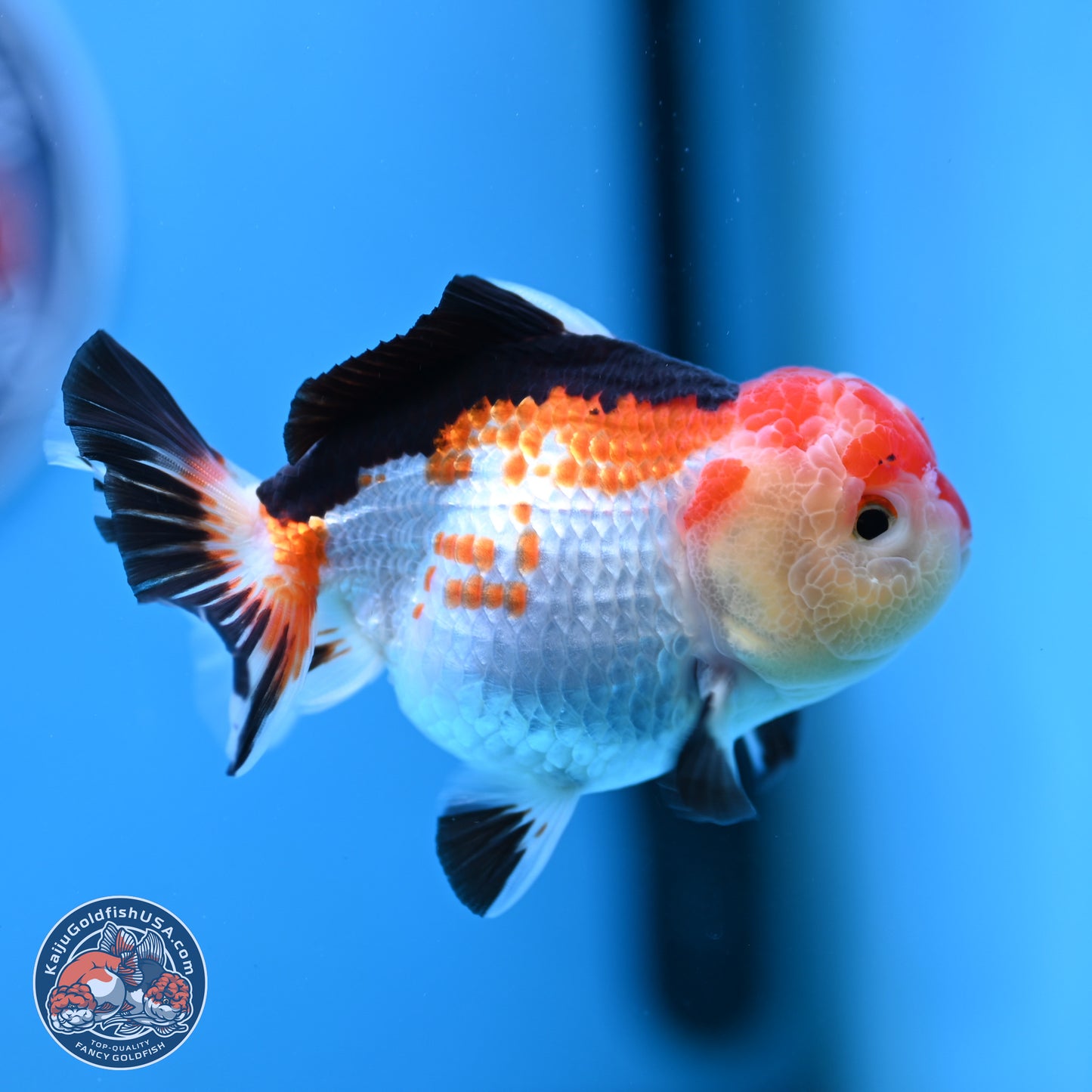 Tricolor Oranda 4 inches (241025_OR02) - Kaiju Goldfish USA