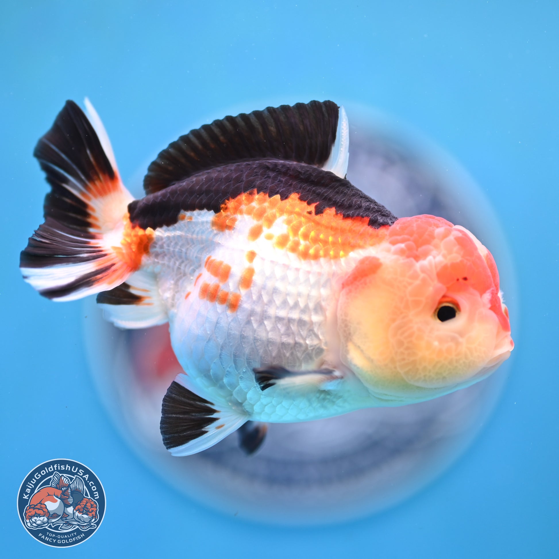 Tricolor Oranda 4 inches (241025_OR02) - Kaiju Goldfish USA