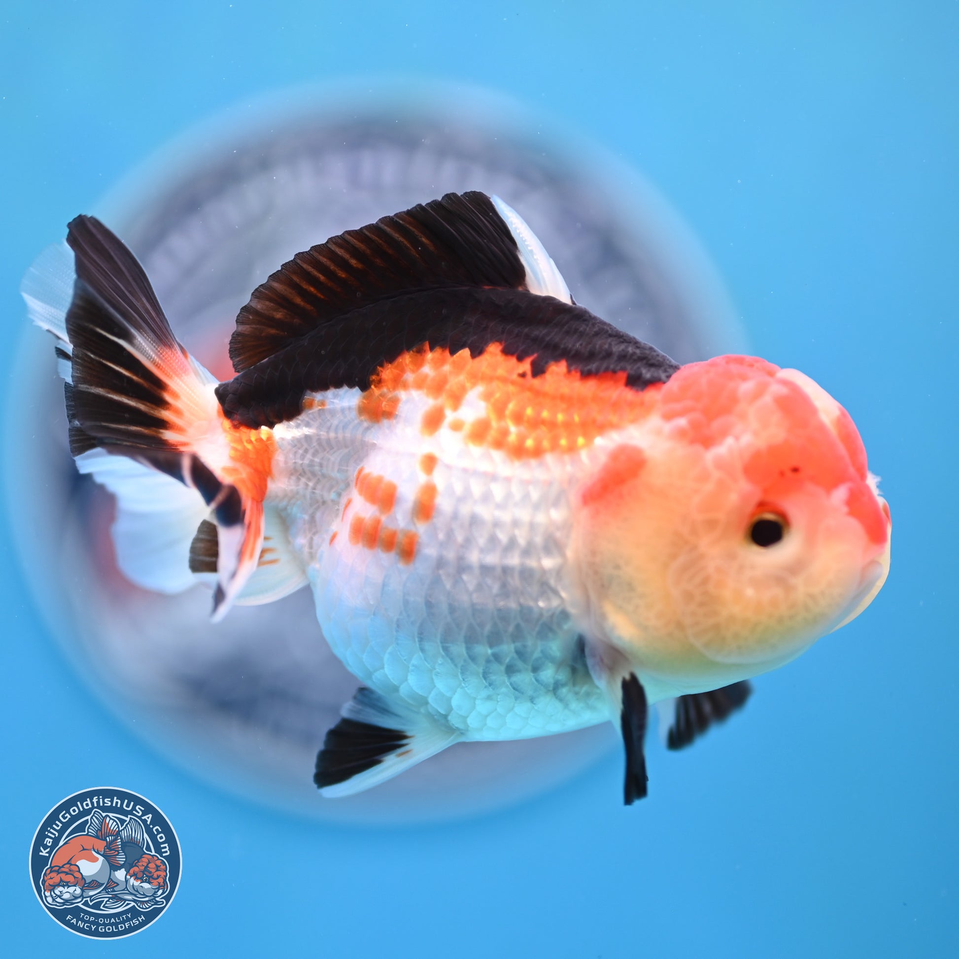 Tricolor Oranda 4 inches (241025_OR02) - Kaiju Goldfish USA