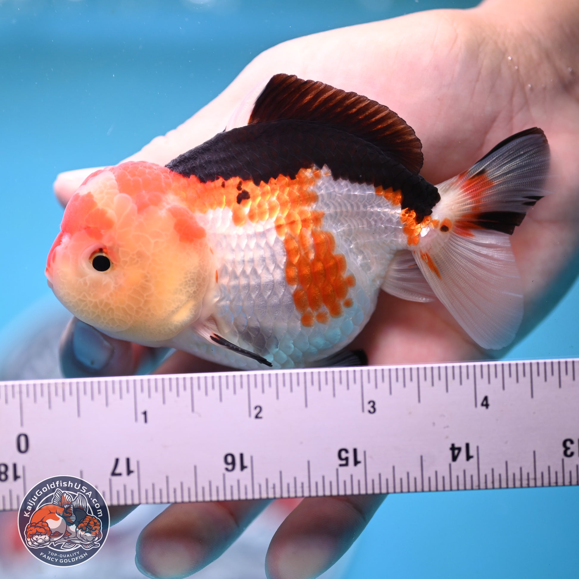 Tricolor Oranda 4 inches (241025_OR02) - Kaiju Goldfish USA