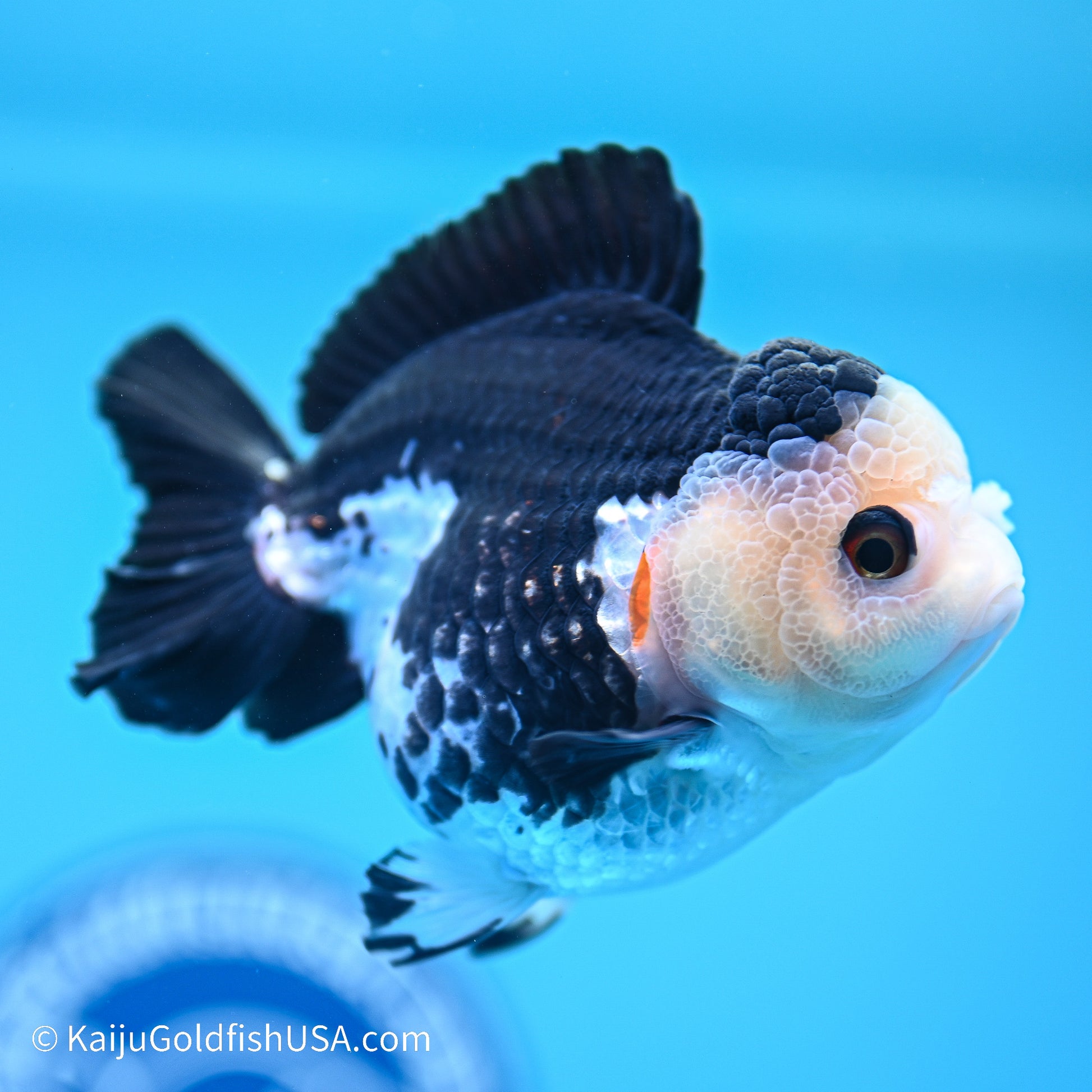 Panda YuanBao Oranda 3.5in body (240524_OR02) - Kaiju Goldfish USA