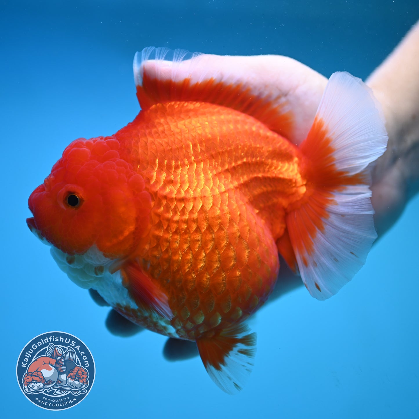 Jumbo Red White Oranda 5 inch Body (250905_OR02)