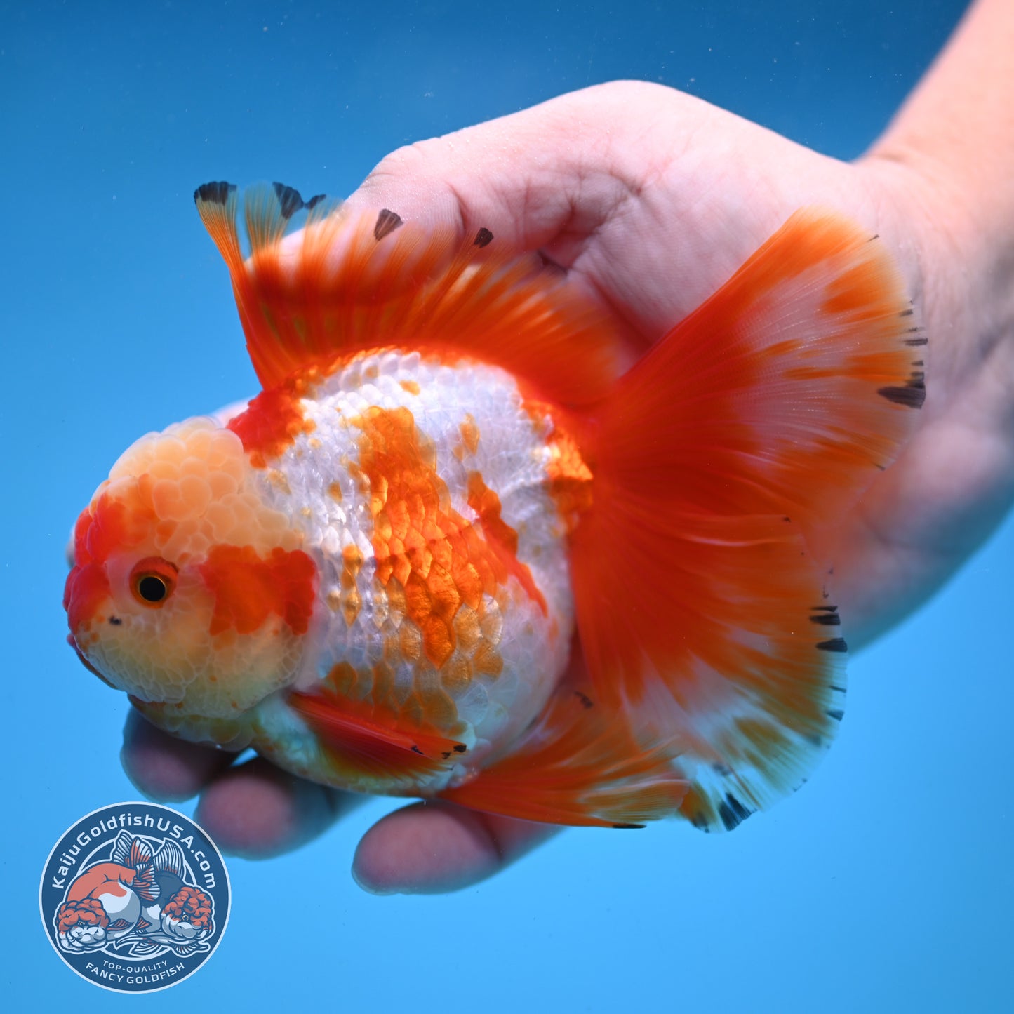 Orchid Tail Red White Oranda 3.5 inch Body (250822_OR02)