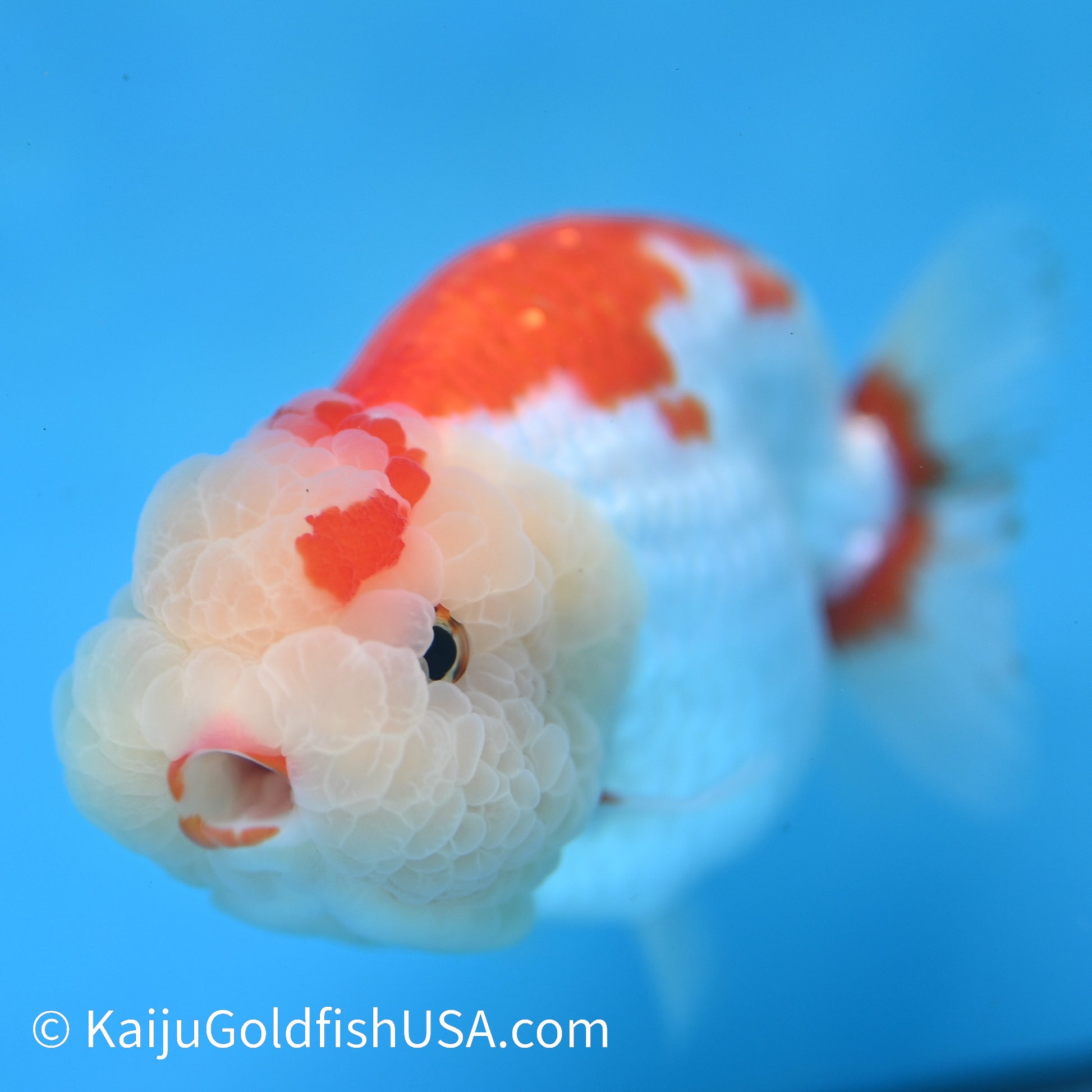 Red White Buffalo Ranchu 4.5 inches (240412_RC02) - Kaiju Goldfish USA