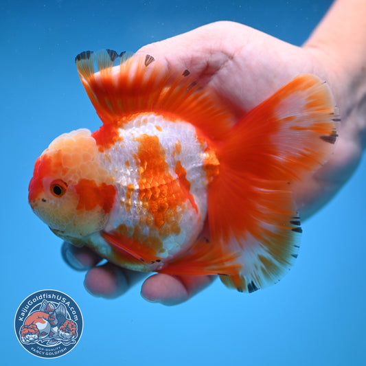 Orchid Tail Red White Oranda 3.5 inch Body (250822_OR02)