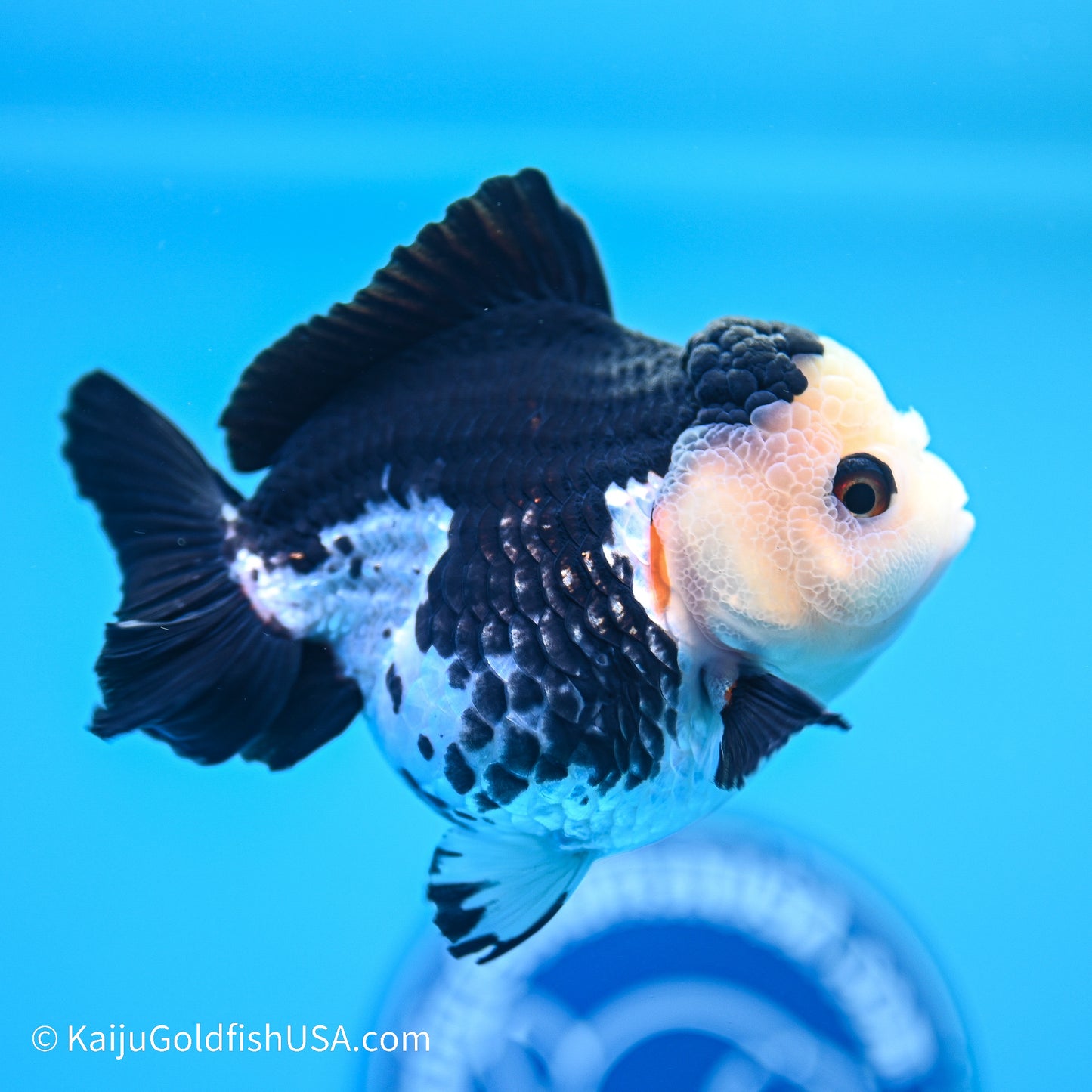 Panda YuanBao Oranda 3.5in body (240524_OR02) - Kaiju Goldfish USA