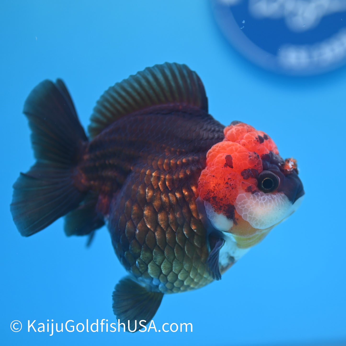Black/Gold Red Head YuanBao Oranda 4.5 inches (240510_OR02) - Kaiju Goldfish USA